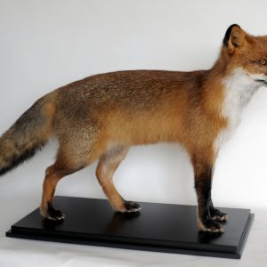 Vos, Vulpes vulpes