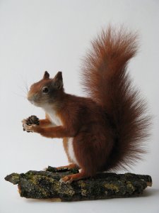 Prepareerkosten ± €495,-